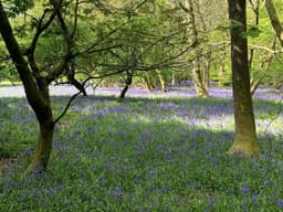 Footpath through the Chiltern Hills